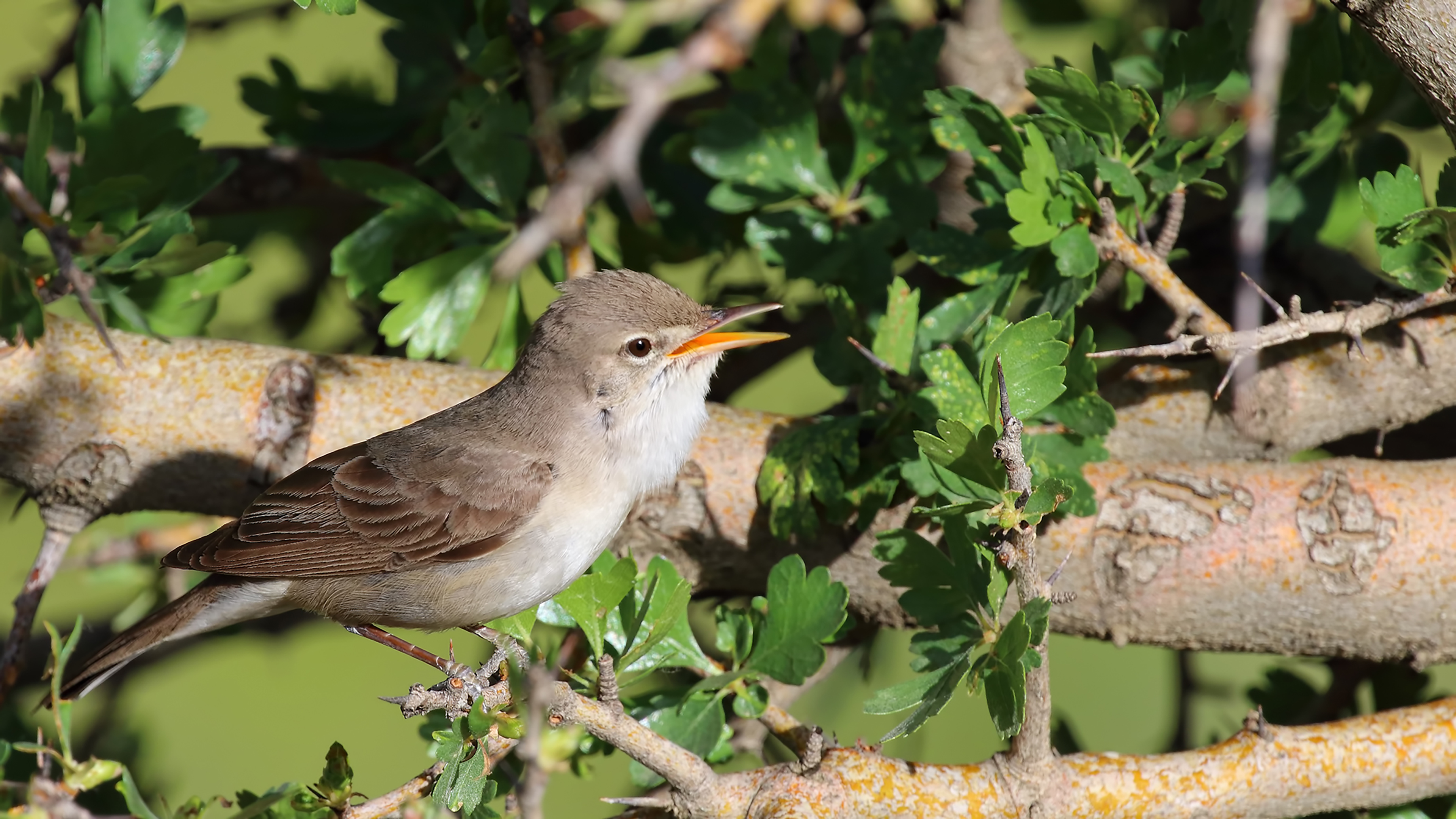 Upcher's Warbler — Ana fotoğraf
